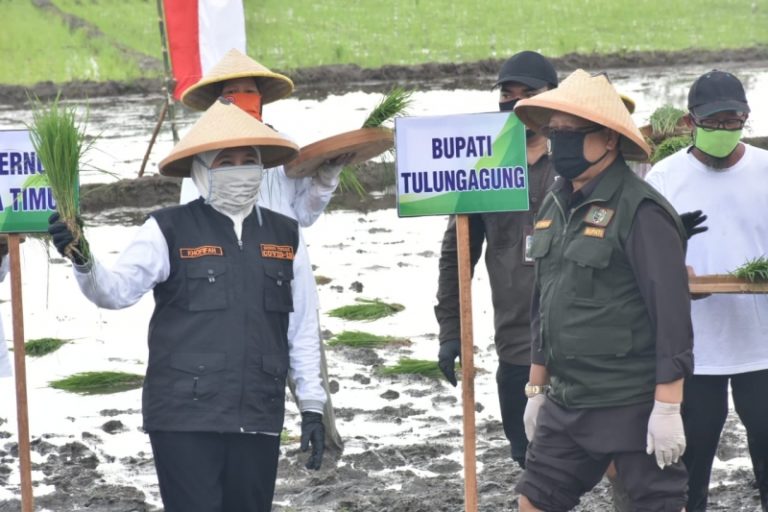 Gubernur Jatim Pimpin Gerakan Tanam Padi di Tulungagung