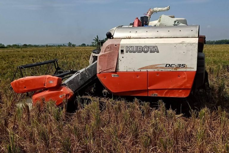 Harga Gabah Anjlok, Petani Lamongan Khawatir