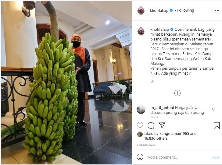 Unggah Foto Pisang Hijau di Medsos, Khofifah: Ada yang Minat?