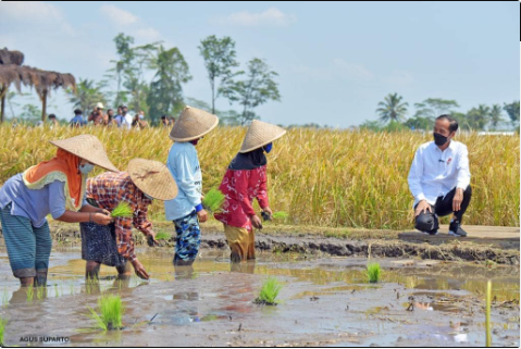 Tinjau Pertanian di Malang, Jokowi Optimis Tak Impor Beras