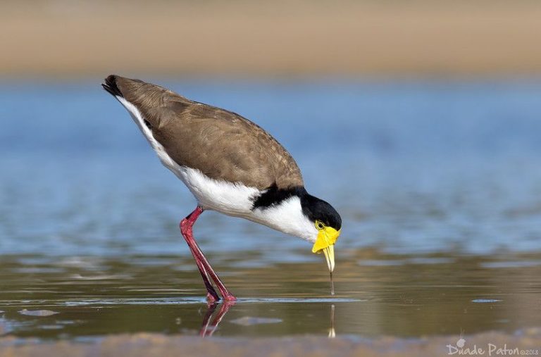 Burung Trulek Jawa