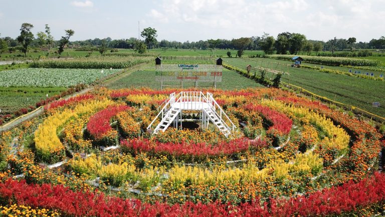 Petani di Desa Kedungrejo Sulap Area Persawahan Jadi Taman Bunga