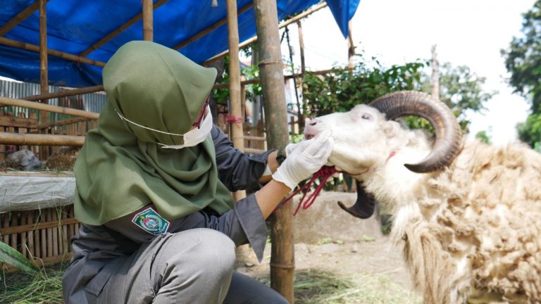 Jelang Iduladha, Pemkab Lumajang Cek Kesehatan Hewan Kurban