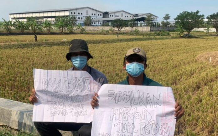 Petani Lamongan Ekspresikan Keresahan Harga Hasil Panen, Ini Jawaban Dinas Pertanian