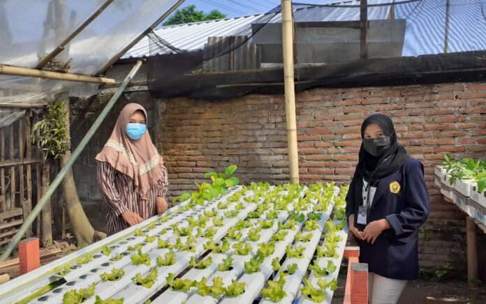 Mahasiswa KKN BTV 3 UNEJ Dongkrak Penjualan Sayuran Hidroponik Desa Purwosono dengan Digital Marketing via Sosial Media