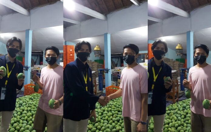 Mahasiswa KKN BTV 3 UNEJ Tingkatkan Penjualan Mangga di Tengah Pandemi Covid-19