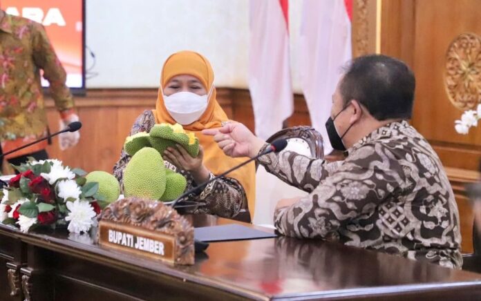 Usai Rapat Koordinasi, Khofifah Kenalkan Buah Nangkadak pada Bupati Jember