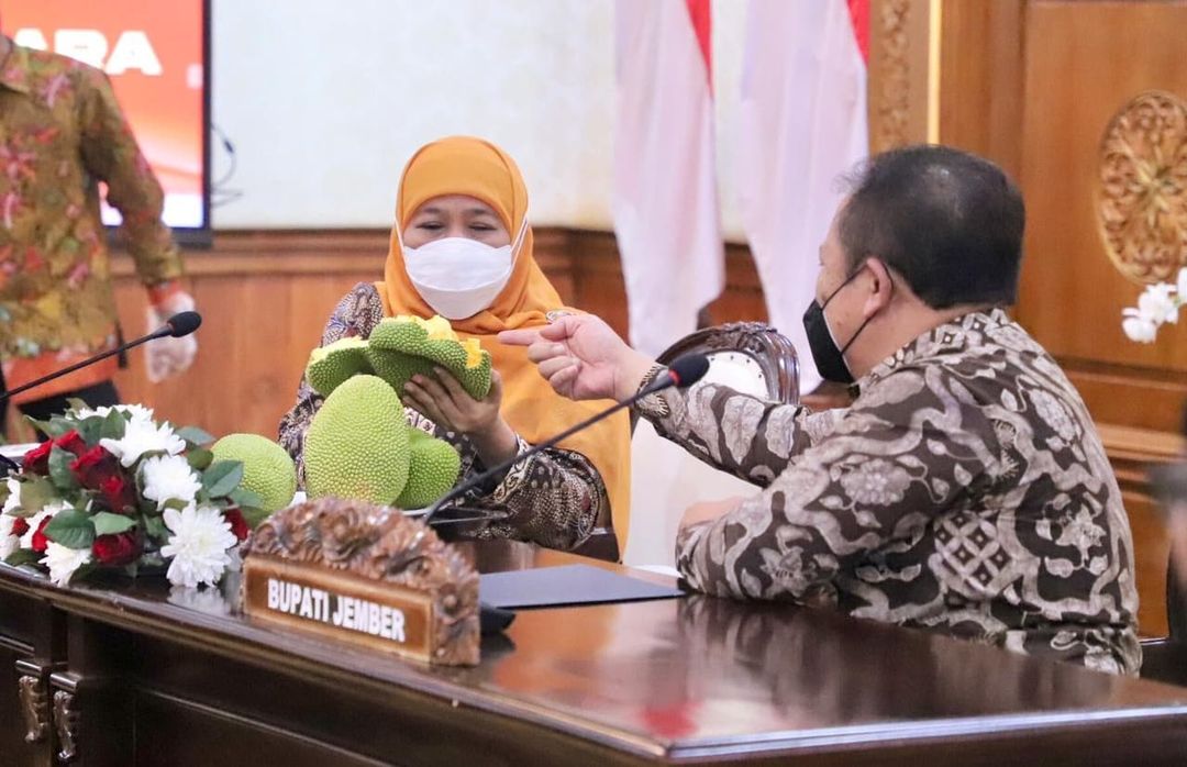 Usai Rapat Koordinasi, Khofifah Kenalkan Buah Nangkadak pada Bupati Jember