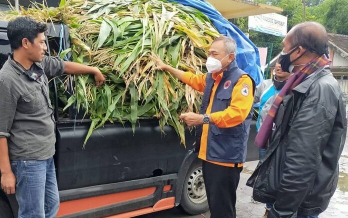 Bantuan Pakan Ternak Korban Semeru