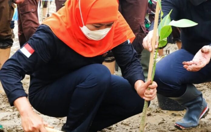 Khofifah Ajak Nandur Mangrove