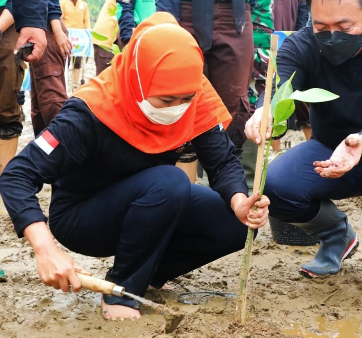 Khofifah Ajak Nandur Mangrove