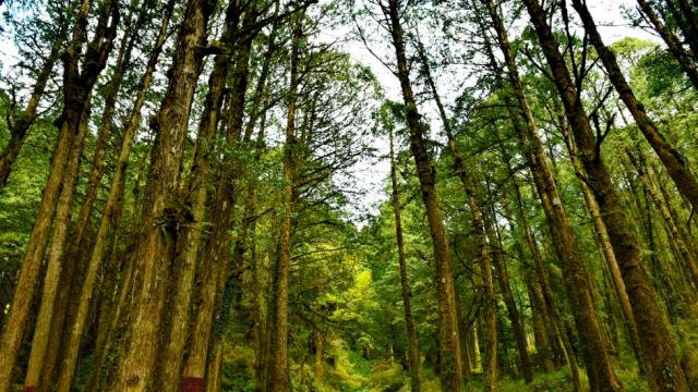 Hutan Primer Berkurang, KLHK: Karena Perubahan Tata Ruang