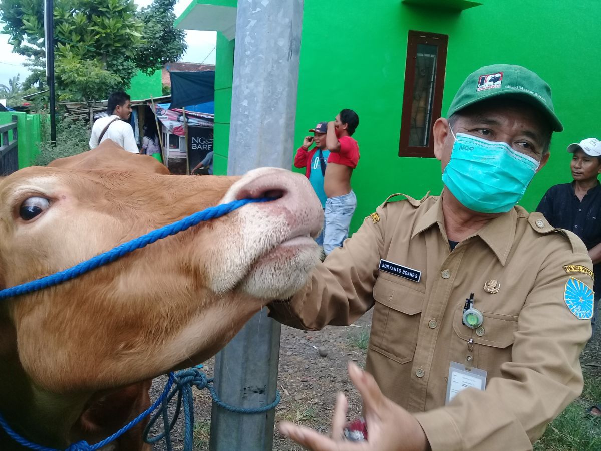 Cegah Wabah PMK, Pemkot Probolinggo Gencarkan Pemeriksaan Sapi