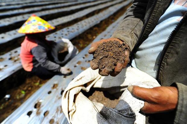 Ikhtiar Petani Kembangkan Pupuk Organik di Tengah Keterbatasan Pupuk Subsidi