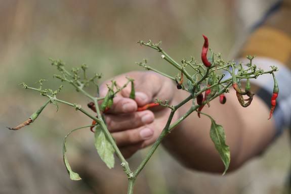 Dampak Krisis Iklim Petani Gagal Panen, Harga Cabai Meroket