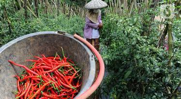 Petani Cabai di Magetan Merugi karena Cuaca Buruk