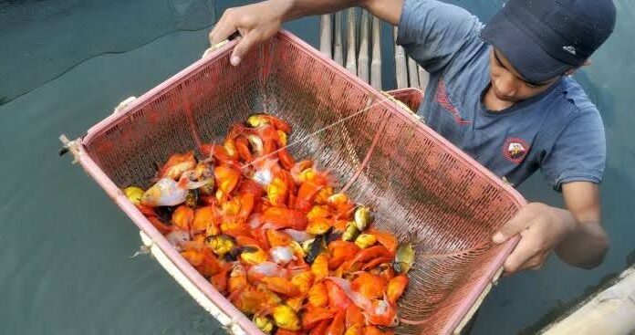 Anjlok Sejak Enam Bulan, Budidaya Ikan Hias di Tulungagung Gulung Tikar