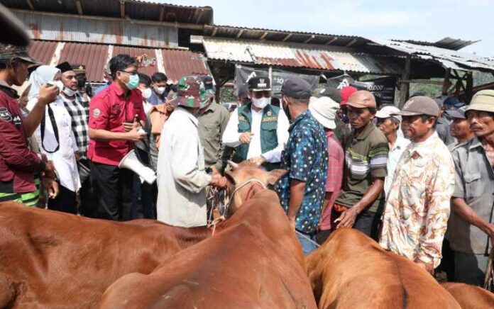 Imbas PMK, Harga Sapi di Bangkalan Anjlok 30 Persen