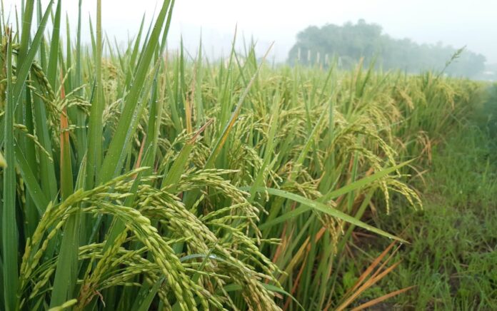 Hasil Pertanian Meningkat, Bojonegoro Akan Tingkatkan Luas Tanam Padi