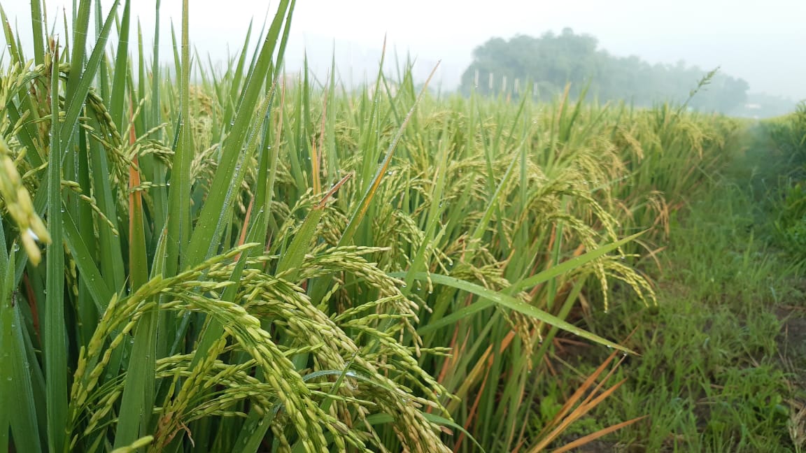 Hasil Pertanian Meningkat, Bojonegoro Akan Tingkatkan Luas Tanam Padi