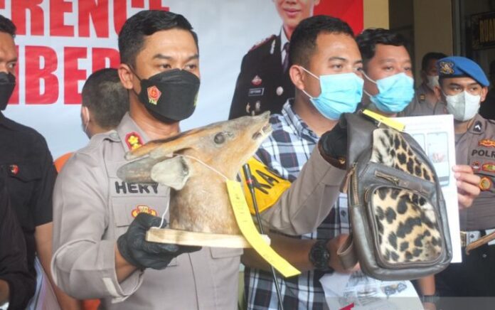 Kasus Pengrajin Satwa Langka, Polres Jember Buru Pemasok