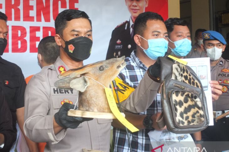 Kasus Pengrajin Satwa Langka, Polres Jember Buru Pemasok