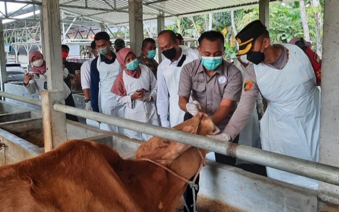 Jelang Idul Adha, Perawat di Situbondo Dirikan Peternakan