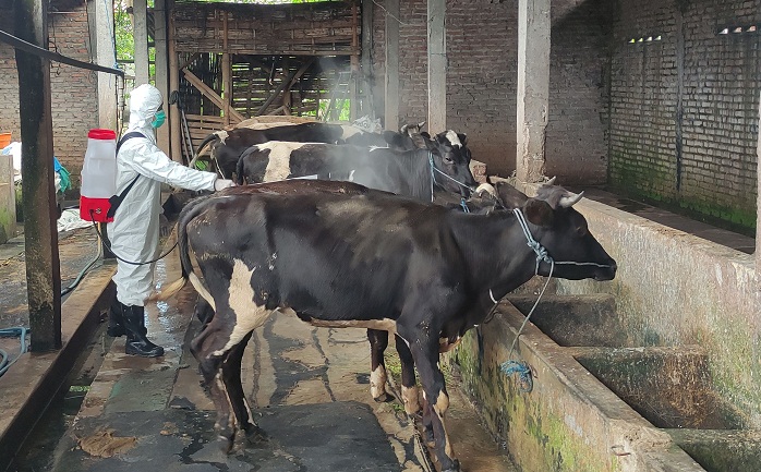 Wabah PMK Tak Pengaruhi Susu Sapi Segar