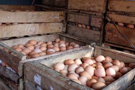 Harga Telur Melambung, Pembeli Beralih ke Telur Afkiran