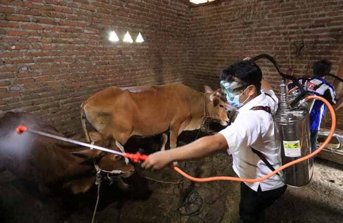 Suspek PMK, Puluhan Sapi di Pasuruan Mulai Sembuh