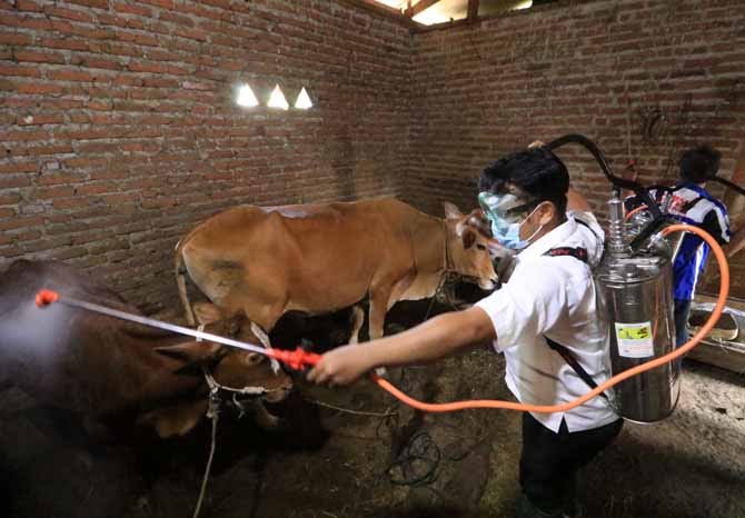 Suspek PMK, Puluhan Sapi di Pasuruan Mulai Sembuh