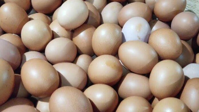 Harga Telur di Sampang Melonjak