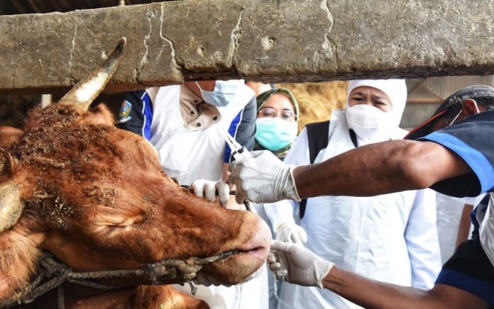 Jelang Idul Adha, Begini Pesan Khofifah