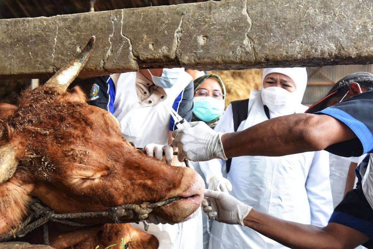 Jelang Idul Adha, Begini Pesan Khofifah