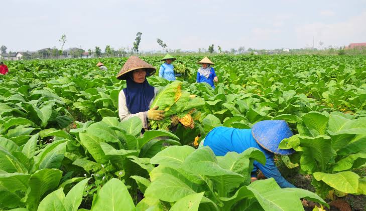 Perubahan Iklim Ancam Petani Tembakau Bojonegoro