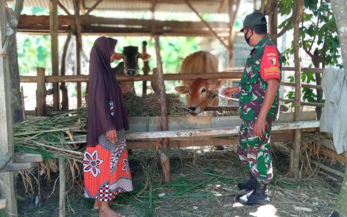 TNI di Gresik Ingatkan Peternak Bahaya PMK