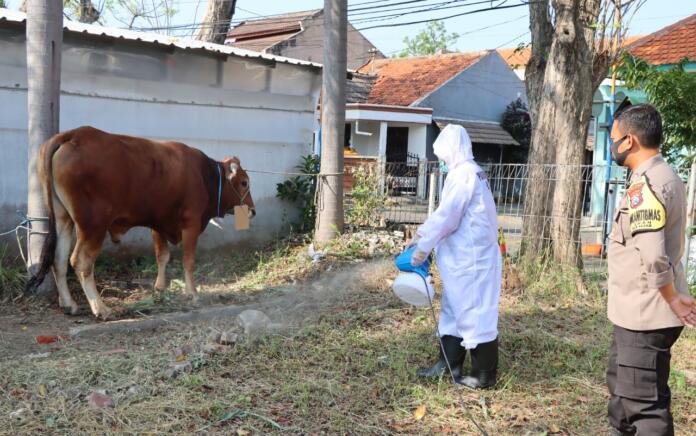 Jurus Polisi Cegah PMK di Gresik, Kandang Hewan Disemprot Disinfektan