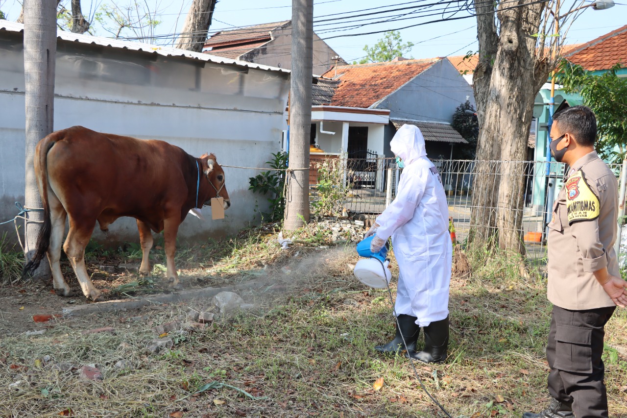 Jurus Polisi Cegah PMK di Gresik, Kandang Hewan Disemprot Disinfektan