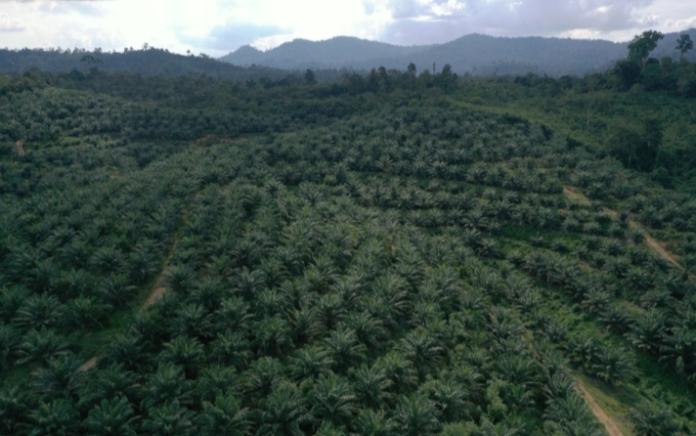 Kunci Menuju Kelestarian di Tingkat Tapak