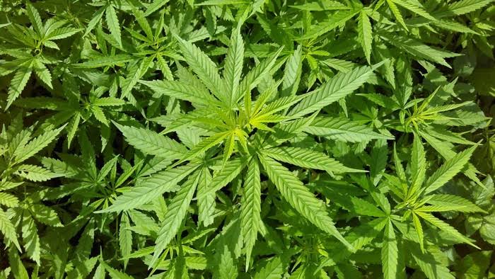 Guru Besar UGM: Ganja Bisa Jadi Alternatif Obat