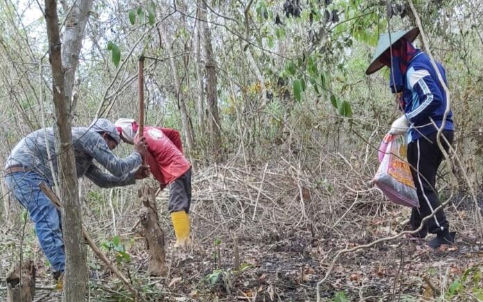 Izin Sewa Lahan Tak Kunjung Keluar, Petani Porang di Panceng Gresik Kelimpungan