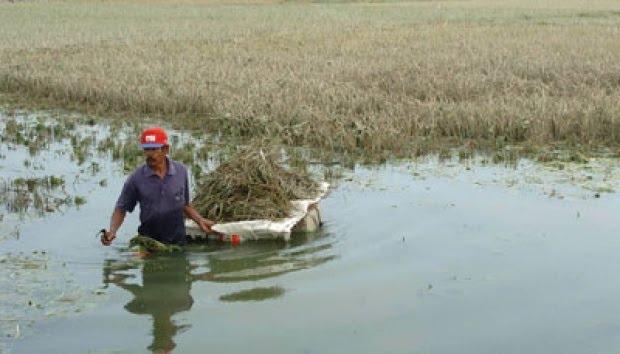 Ratusan Hektar Lahan Padi Terendam Banjir, Petani Lamongan Merugi