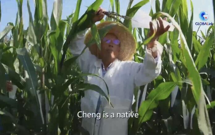 Pakar Agronomi Kembangkan Benih Jagung di China