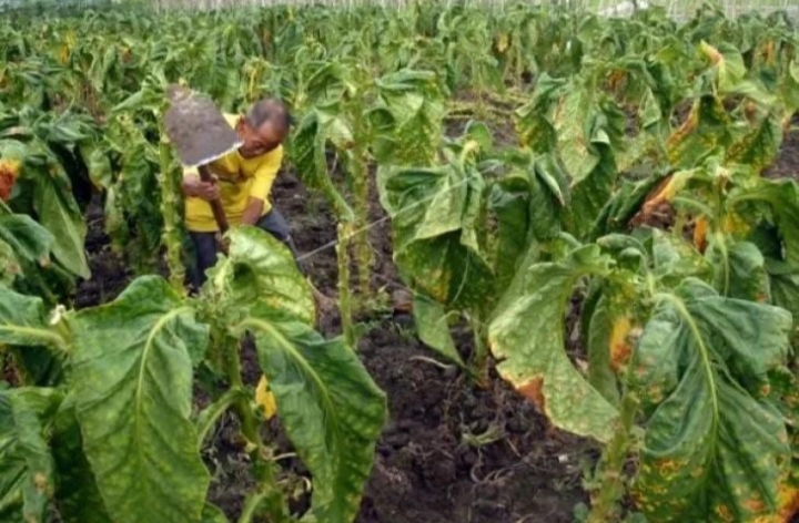 2.500 hektare Tembakau di Bojonegoro Mati