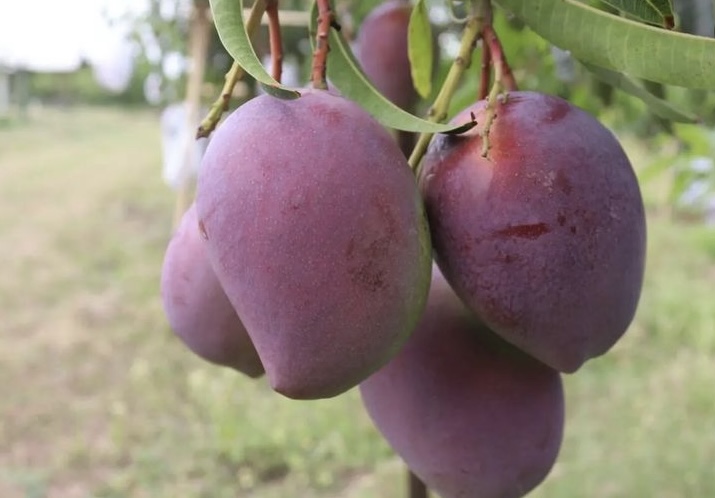 Gubernur Khofifah Kenalkan Mangga Arum Merah Situbondo