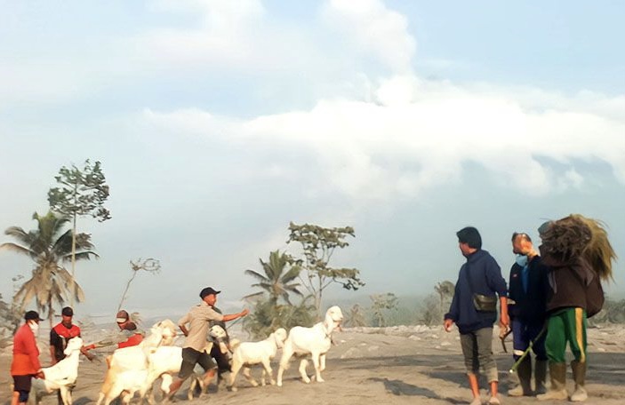 Warga Semeru Mulai Evakuasi Hewan Ternak