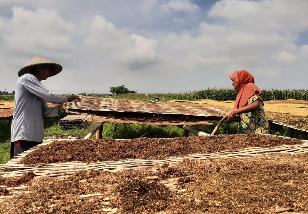 Hasil Produksi Tembakau di Lumajang Naik 70 Persen