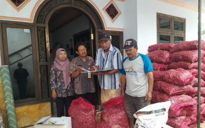 Pasca Panen, Petani Tembakau Lumajang Manfaatkan Lahan untuk Tanam Bawang Merah