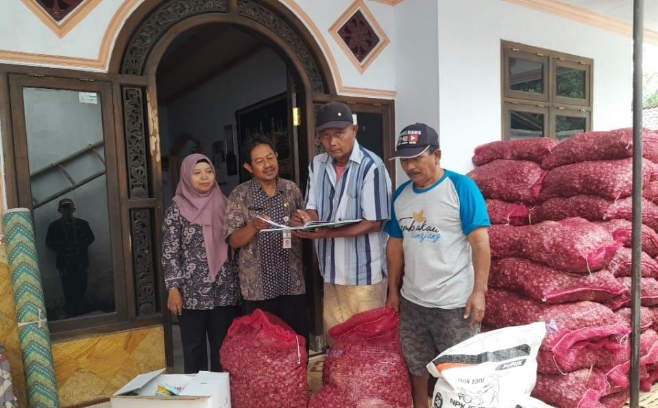 Pasca Panen, Petani Tembakau Lumajang Manfaatkan Lahan untuk Tanam Bawang Merah