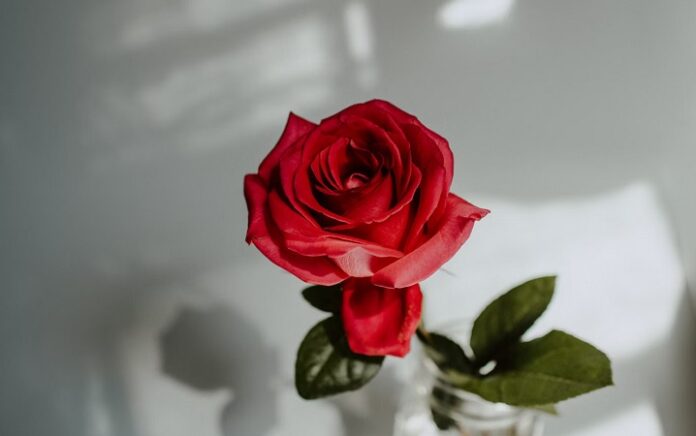 Arti Bunga Mawar, Simbol Cinta dan Kesetiaan